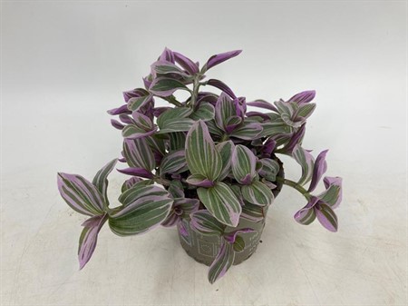 TRADESCANTIA ALBIFLORA 10,5 CM Ø10.5
