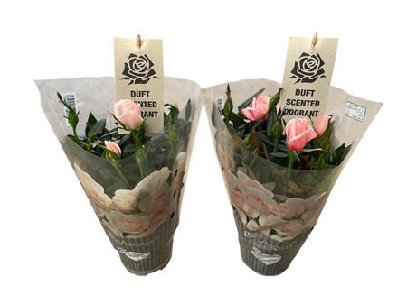 ROSOR AROMA 10,5 CM Ø10.5