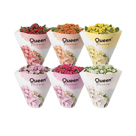 KALANCHOE R.F JEMMA 10,5 CM Ø10.5