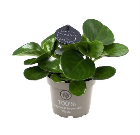 PEPEROMIA OBTUSIFOLIA GREEN 12Ø Ø12