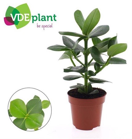 Clusia rosea Princess Ø12 H=30