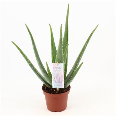 Aloe Vera KLIPP Ø14 H=45
