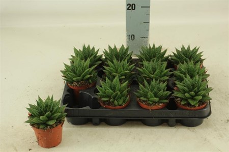 Gasteria 'd Due Ø8,5 H=12