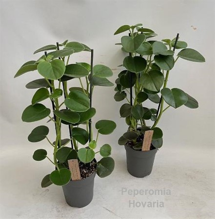 Peperomia Hovaria Ø17 H=60