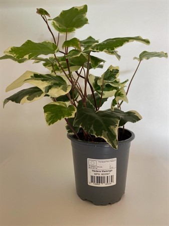 HEDERA HIBERNICA 'MARENGO 11Ø Ø11