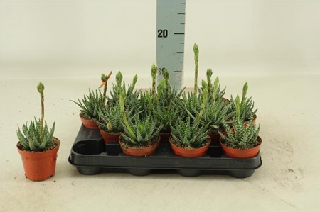 Aloe humilis KLIPP Ø8,5 H=13