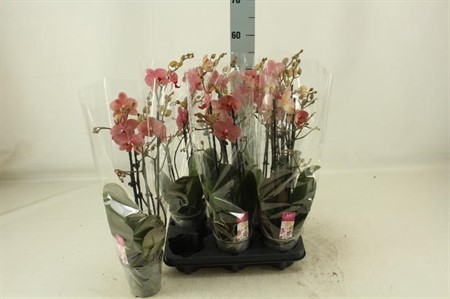 Phalaenopsis Ø12 H=55 3 TAK