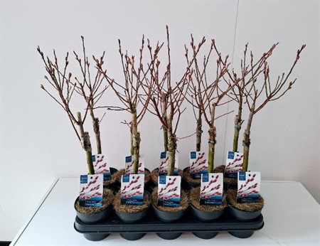 Salix gracilistyla Mount Aso Ø12 H=50 5 TAK