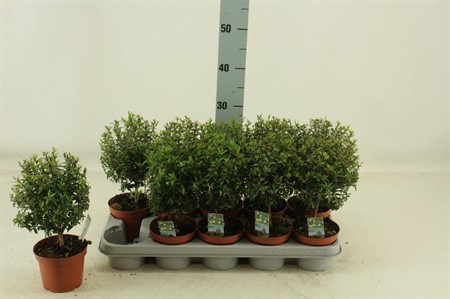 Myrtus communis Ø12 H=30 BOL OP STM