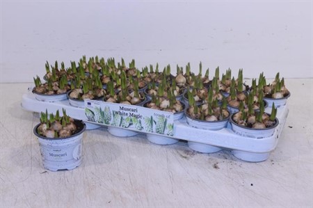 Muscari White Magic Ø9 H=11 POT VOL