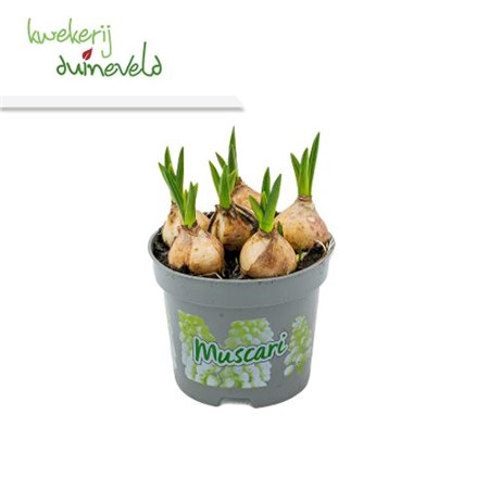 Muscari White Magic Ø9 H=12 STAD 1-2
