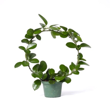 HOYA AUSTRALIS BÅGE 12 CM' Ø12