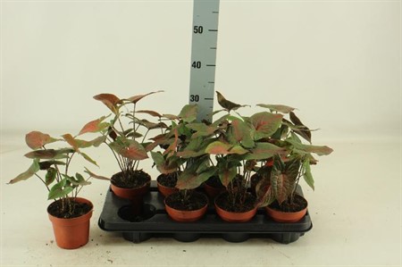 Cyrtosperma johnstonii KLIPP Ø12 H=25