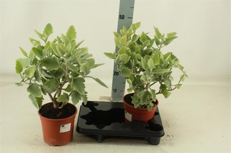 Kalanchoe beharensis SUPER Ø17 H=60