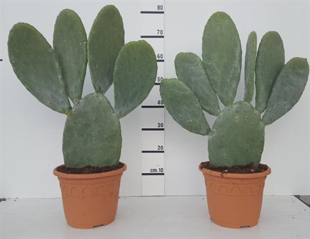 Opuntia SUPER Ø25 H=55