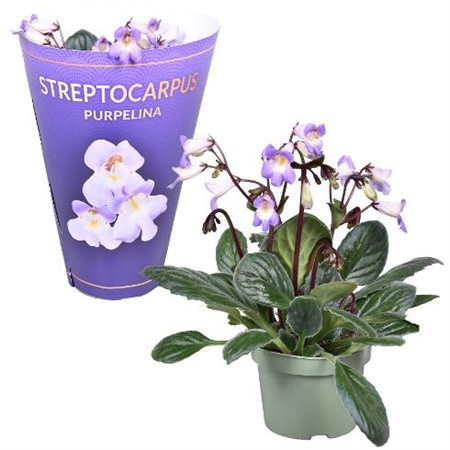 Streptocarpus Purpelina Ø13 H=30