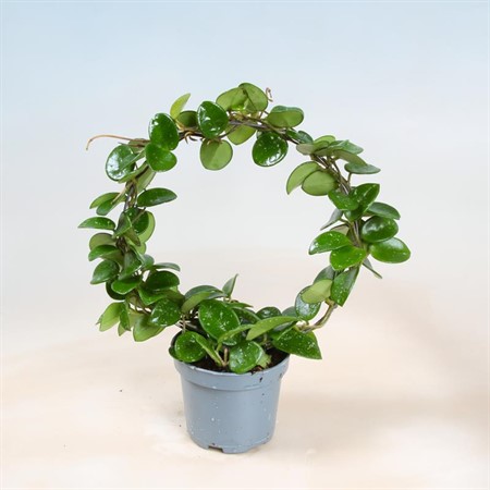 HOYA MATHILDE BÅGE 9Ø Ø9