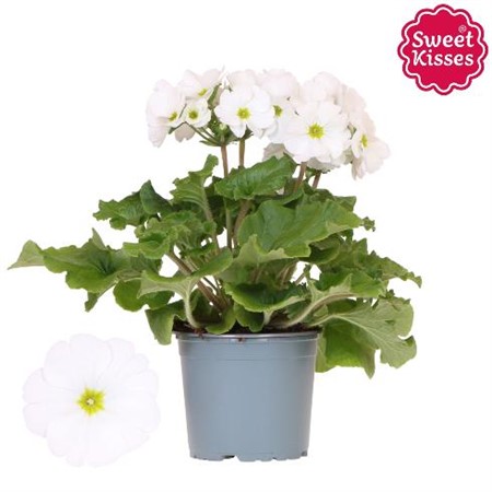 Primula obc. Touch Me vit Ø12 H=25