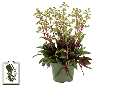 CRASSULA /ROSULARIS 10,5 CM Ø10.5