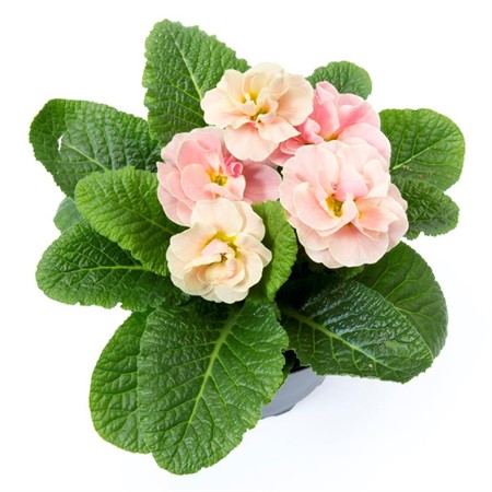 PRIMULA PRINCESS MANDARIN 10,5Ø Ø10.5