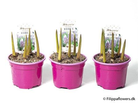 MUSCARI PINK SURPRICE 9Ø Ø9