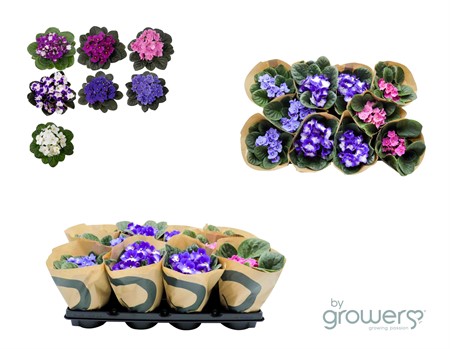 SAINT PAULIA 12Ø MED PAPPERSPÅSE Ø12