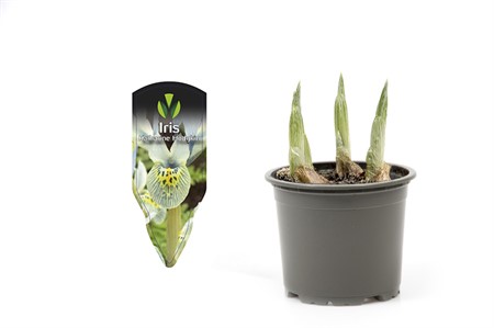 IRIS RETICULATA KATHARINE HOD 9Ø Ø9