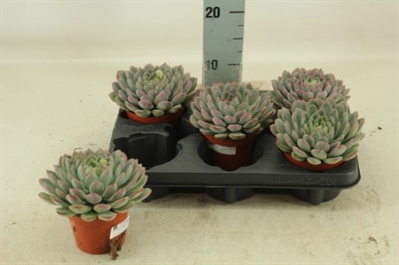 Echeveria Aurora Ø10,5 H=25