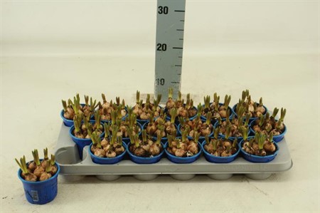 Muscari armeniacum Ø9 H=12 STAD 1-2 7 BOL PP