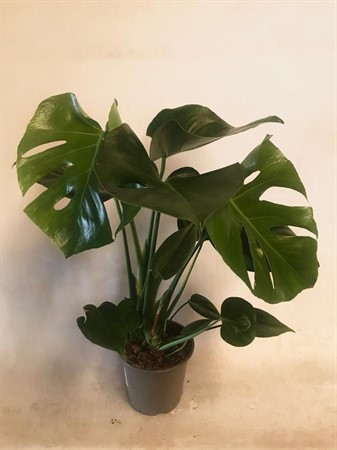 MONSTERA DELICIOSA 13Ø Ø13