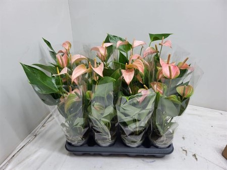 Anthurium andr. Karma Joli Peach KLIPP Ø9 H=45 3+ BLM