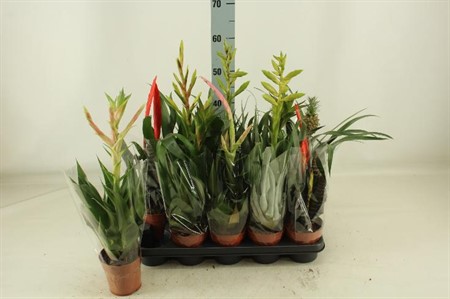 Bromelia mix A2 Ø12 H=45