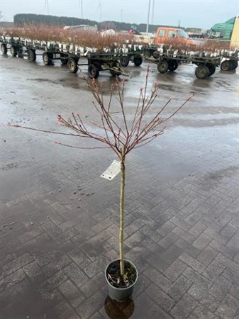 Salix gracilistyla Mount Aso Ø23 H=80 STAD 1-1