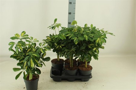 Schefflera arboricola KLIPP Ø14 H=51 OP STAM