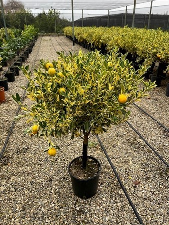 CITRUS VARIEGATO 20Ø Ø20