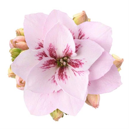 KALANCHOE R.F INDIGO 13 CM Ø13