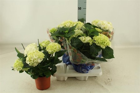 Hydrangea macr. Saxon Bright White Ø14 H=40 5+ BLM