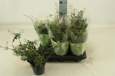 Jasminum polyanthum Ø12 H=30 STRUIK 300+ BLM