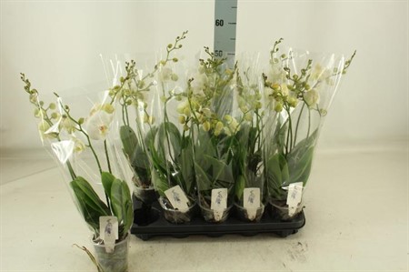 Phalaenopsis Inverness Ø12 H=50 24+ BLM 4 TAK