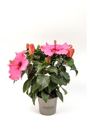 HIBISCUS R.S. 'ADONICUS DB. ROSA Ø13