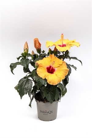 HIBISCUS R.S. 'ADONICUS APRICOT Ø13