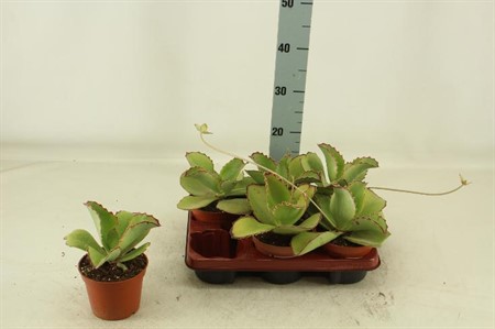 Kalanchoe Synsepala Ø13 H=25