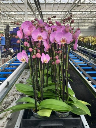 Phalaenopsis Osaka Ø12 H=70 4 TAK
