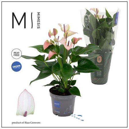 Anthurium andr. Karma Joli Pulse Ø12 H=43