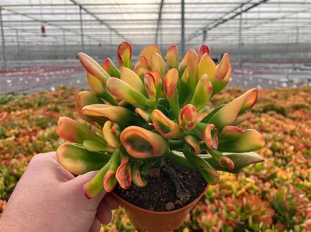 Crassula Horn Tree special Ø12 H=25