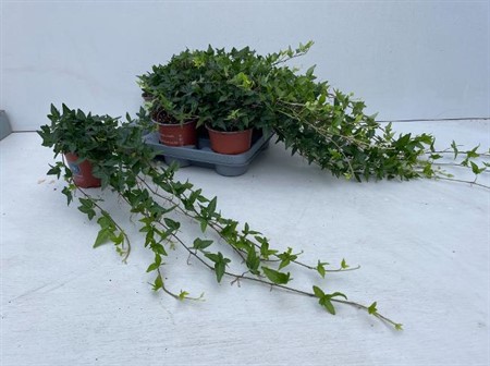 Hedera helix Shamrock Ø12 H=