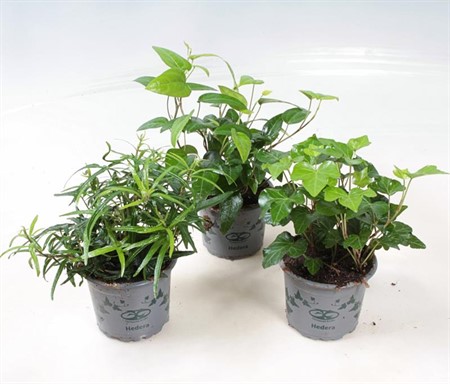 HEDERA GRÖN  9 CM Ø9