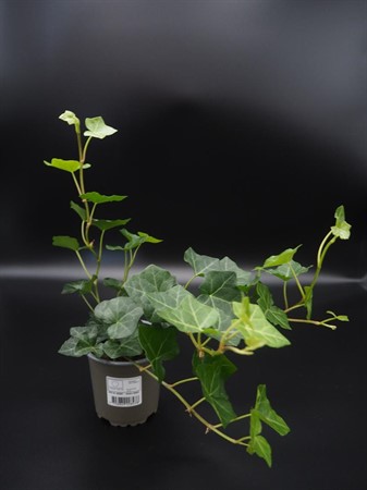 HEDERA HIBERNI. 'HESTOR' 11 CM Ø11