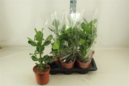 Clusia rosea Princess Ø17 H=55