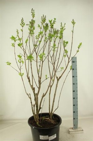 Syringa vulgaris Andenken an Ludwig Späth Ø42 H=150 12 TAK